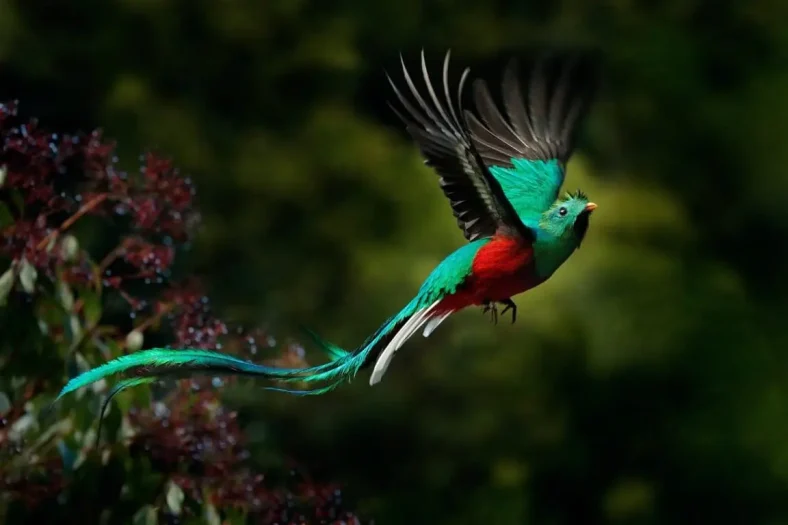 Cagar Alam Biotopo del Quetzal